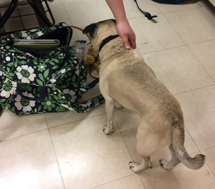 pug
