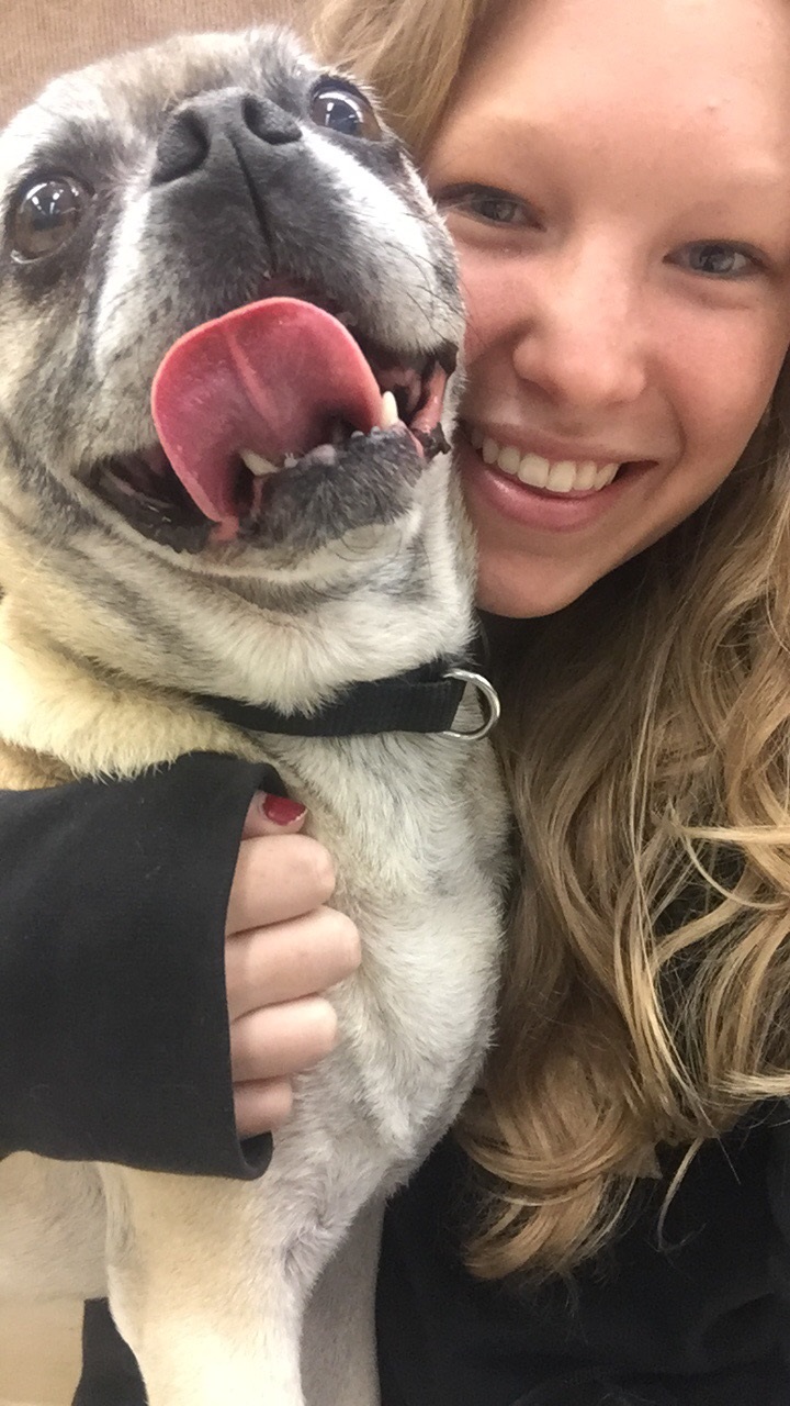 pug