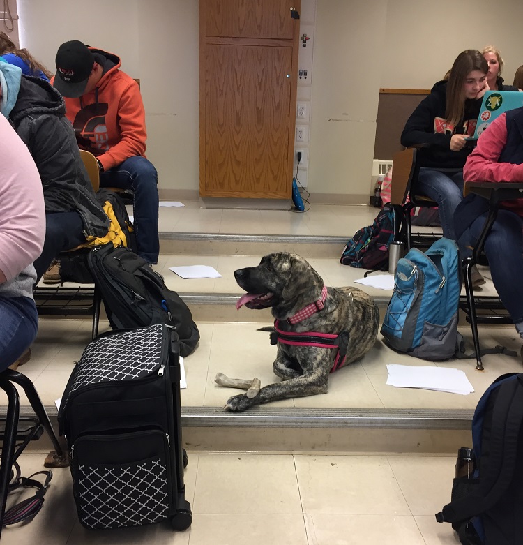 dog