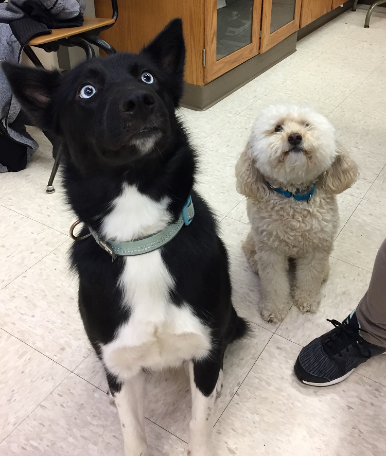 dogs