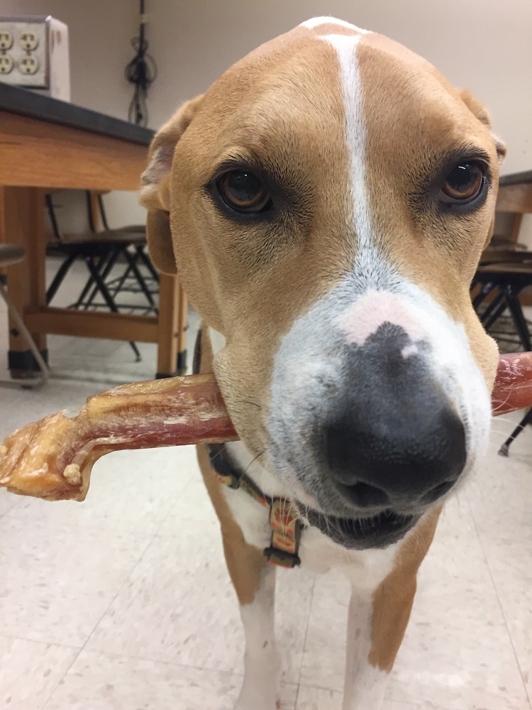 dog