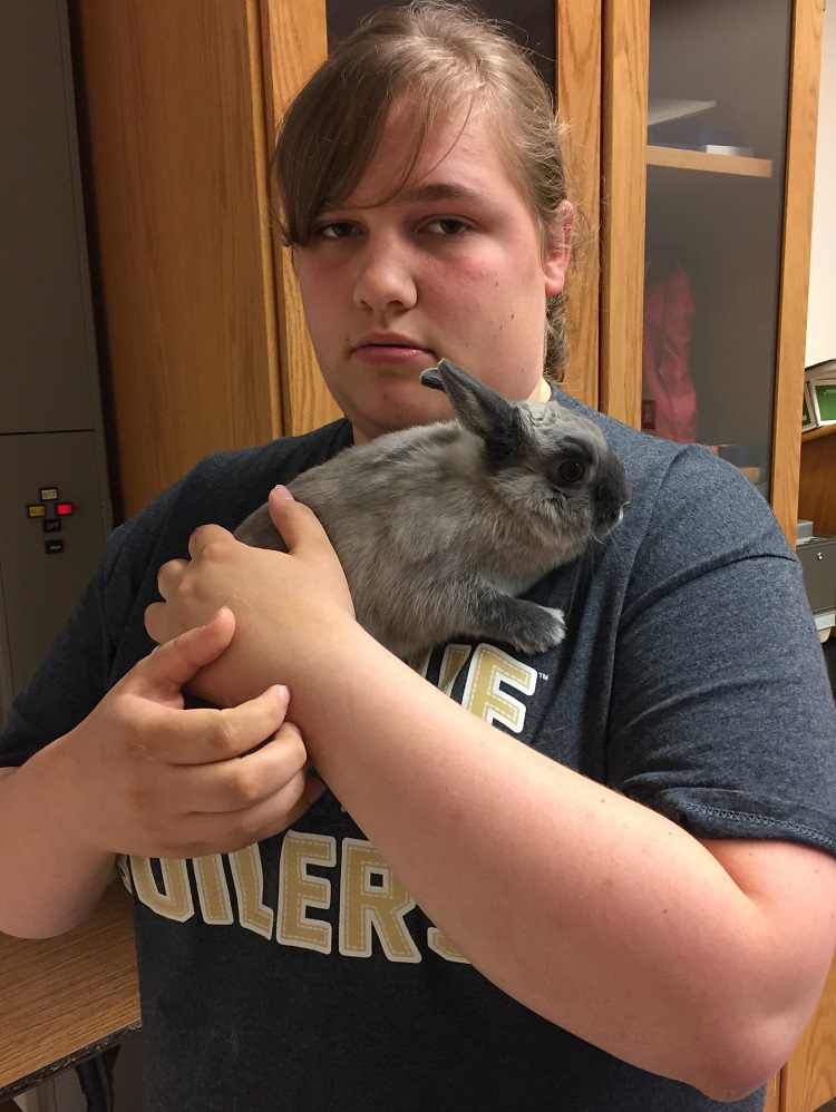 rabbit
