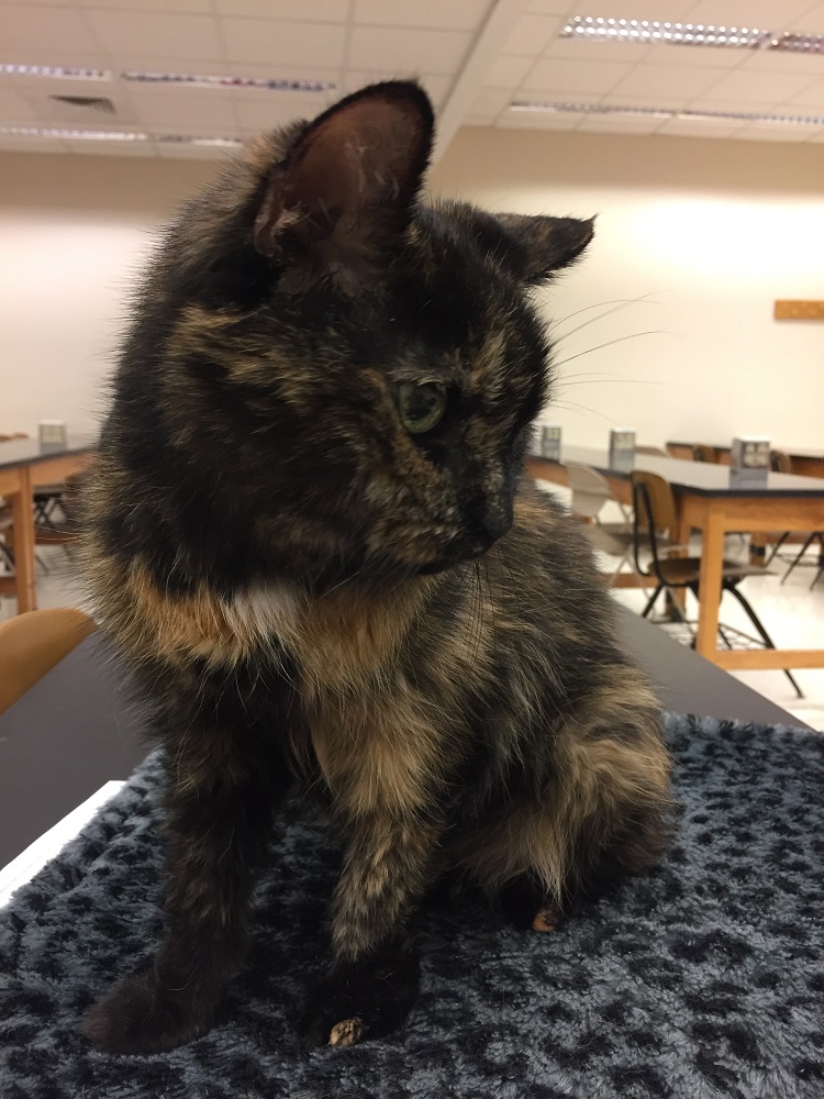 cat