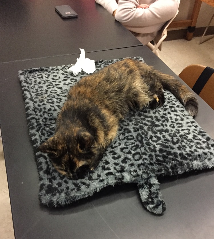 cat