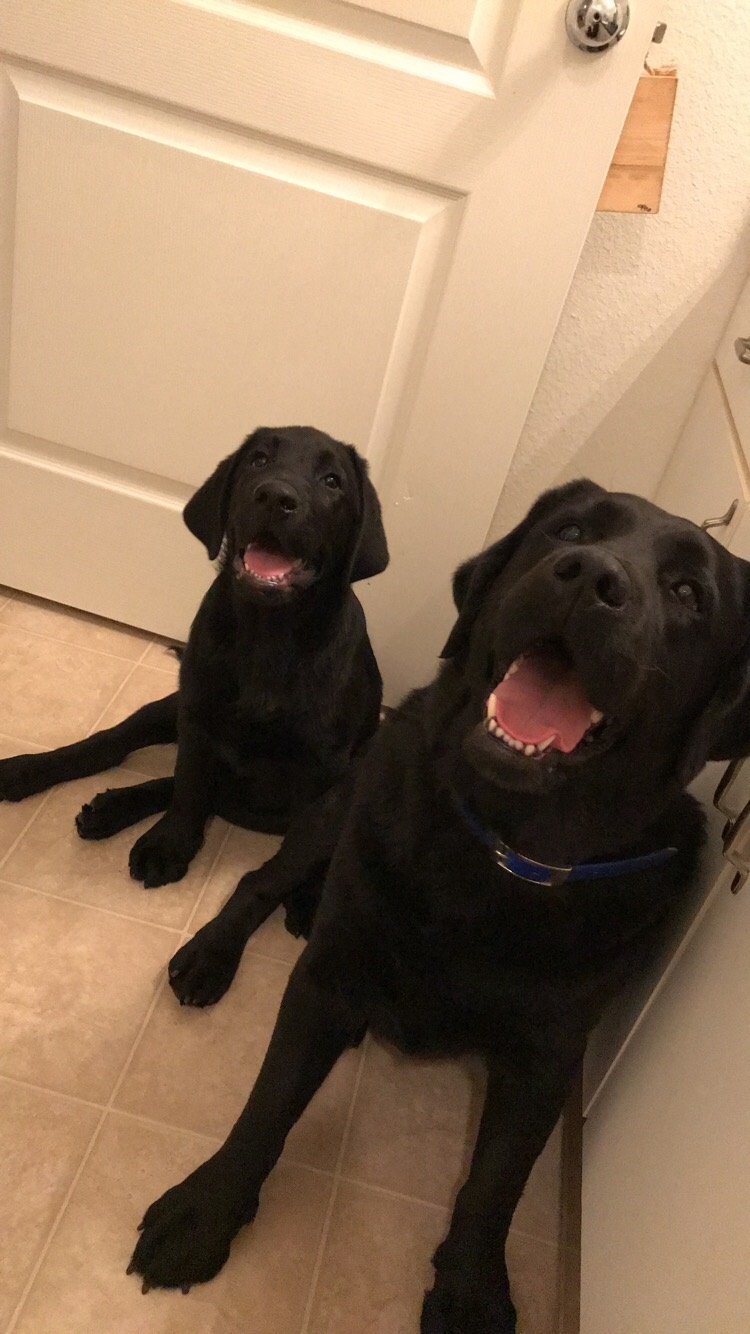 pups
