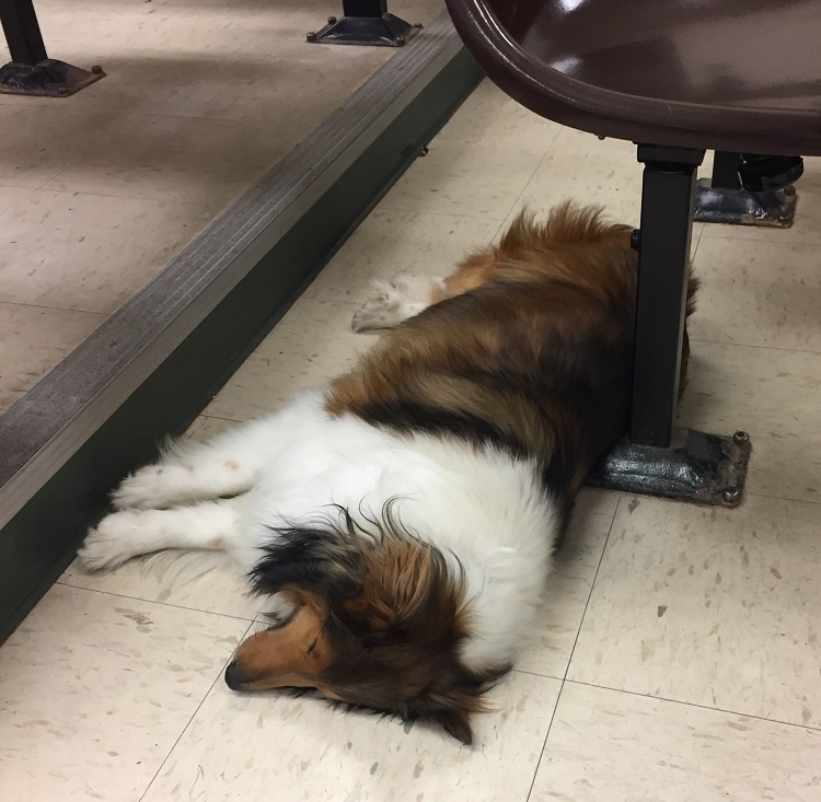 dog