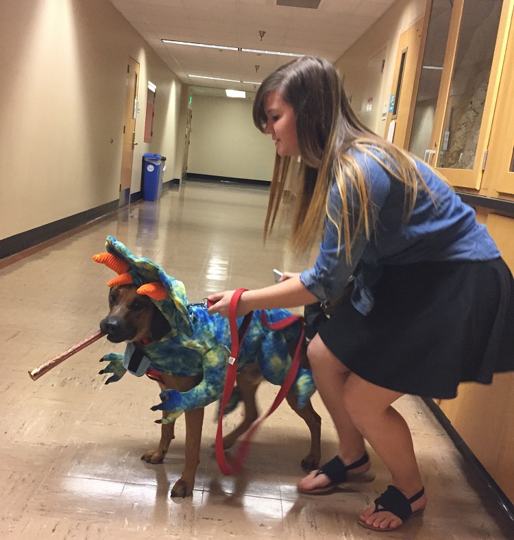 dog