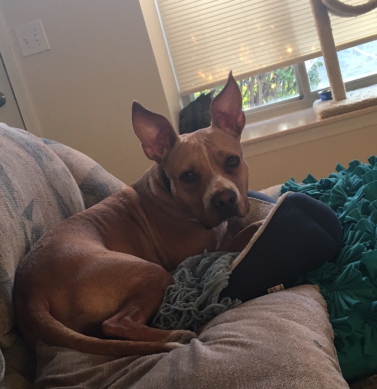 dog