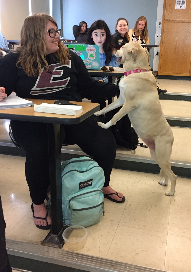 dog