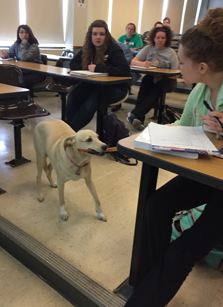 dog