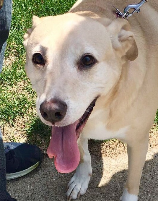 dog