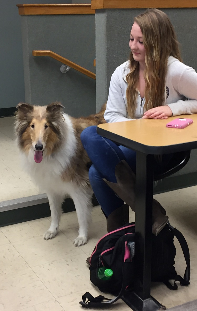 dog
