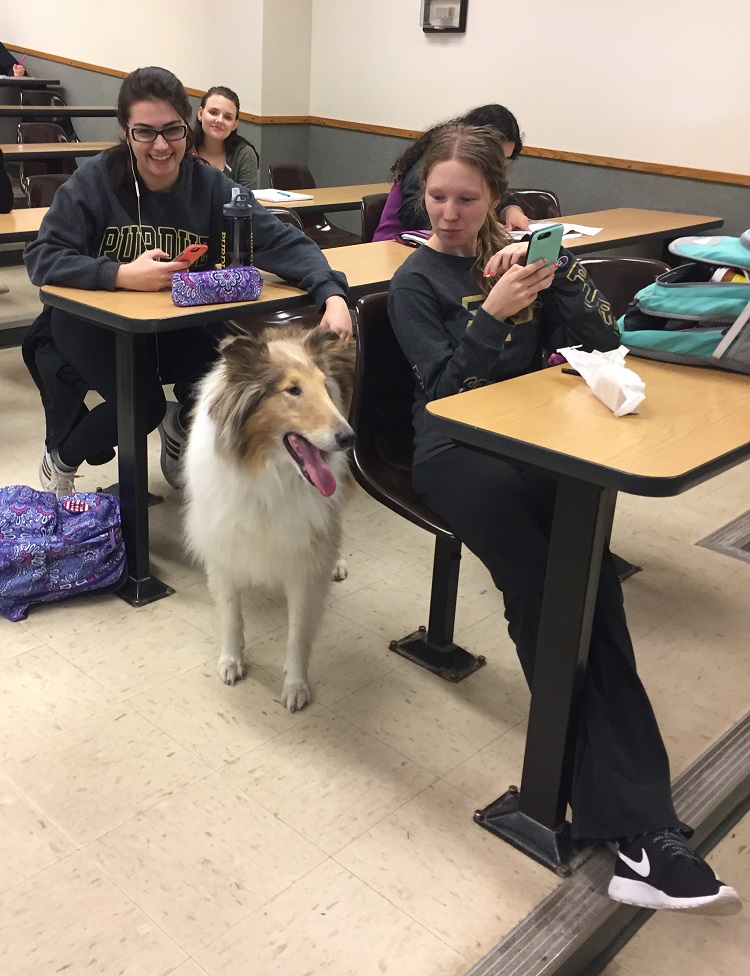 dog