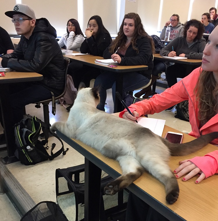 cat