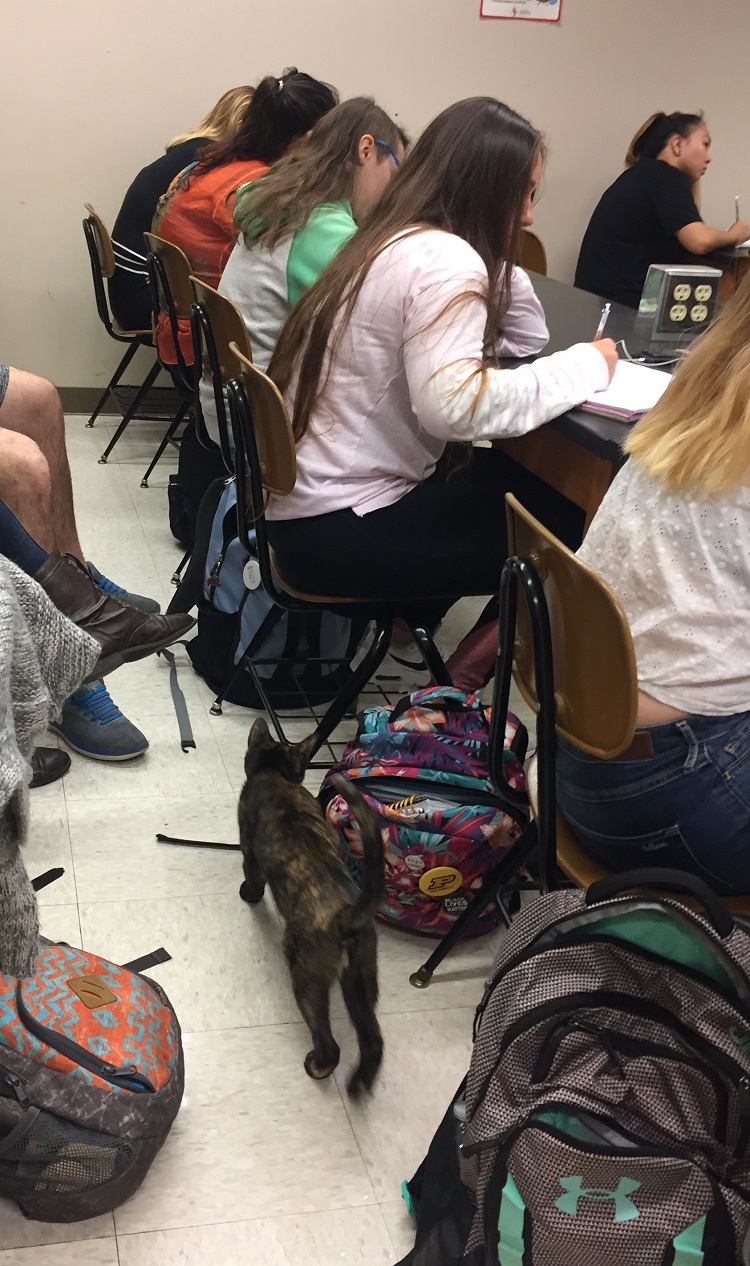 cat