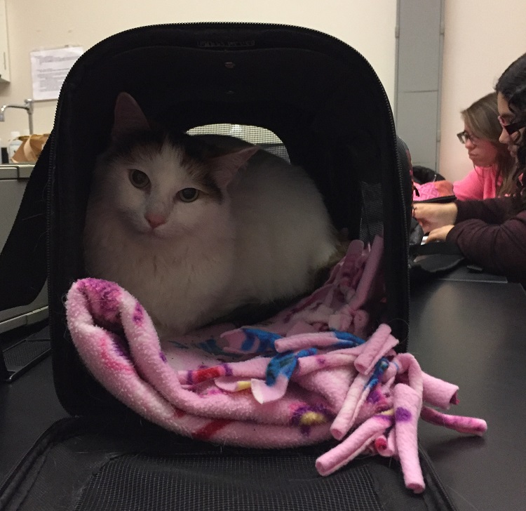 cat
