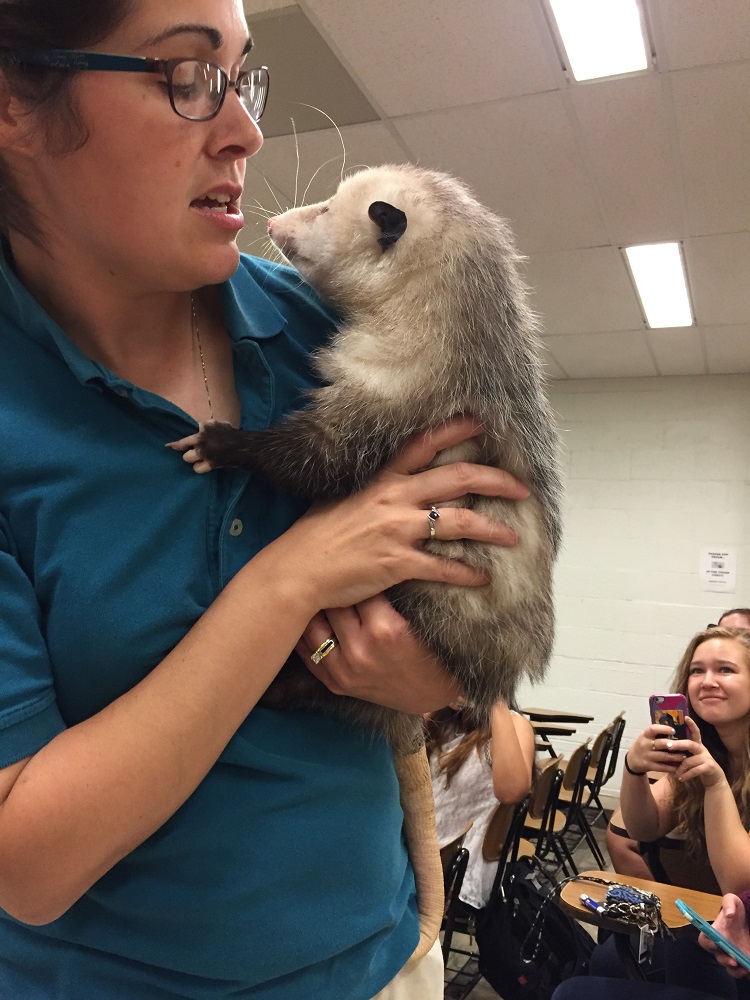 opossum