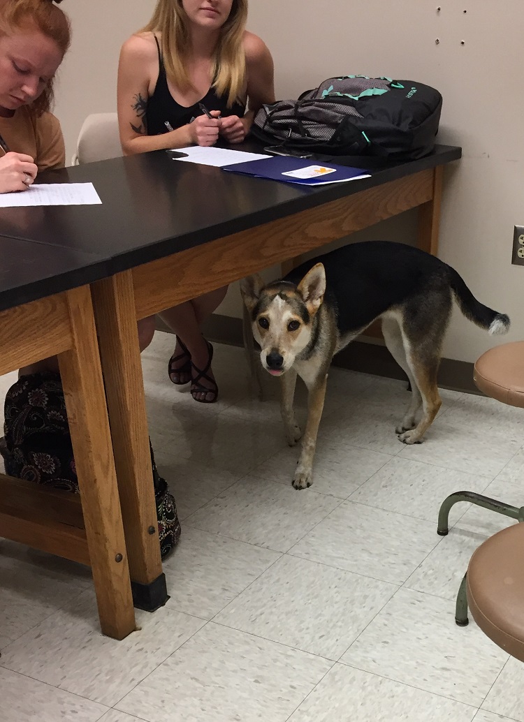 dog